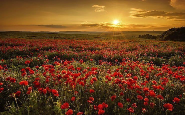 Red Poppy Become The Symbol Of Memorial Day